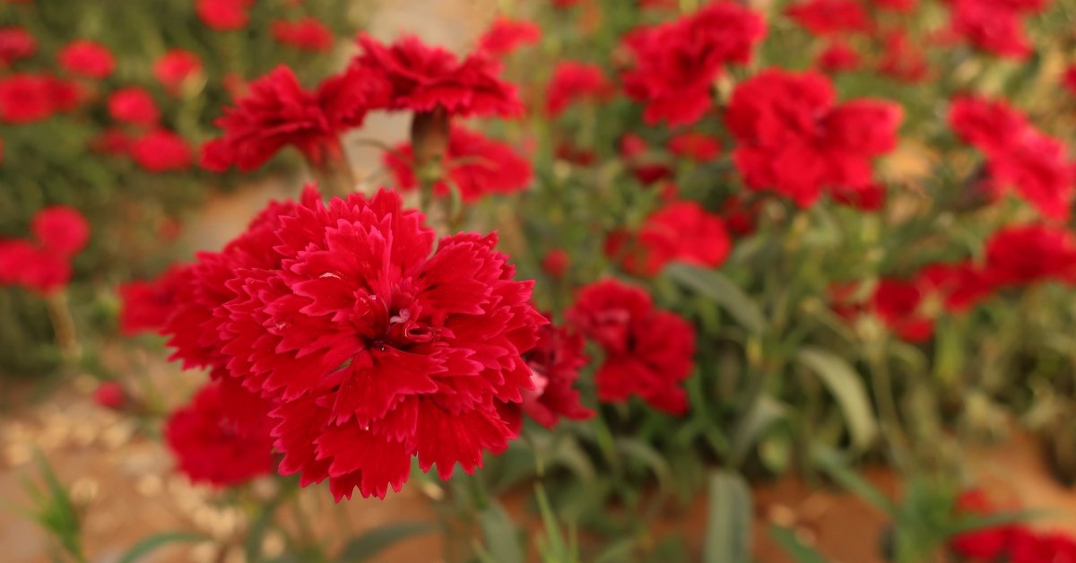Mother's Day Flower