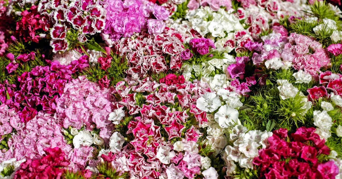 Mother's Day Flower