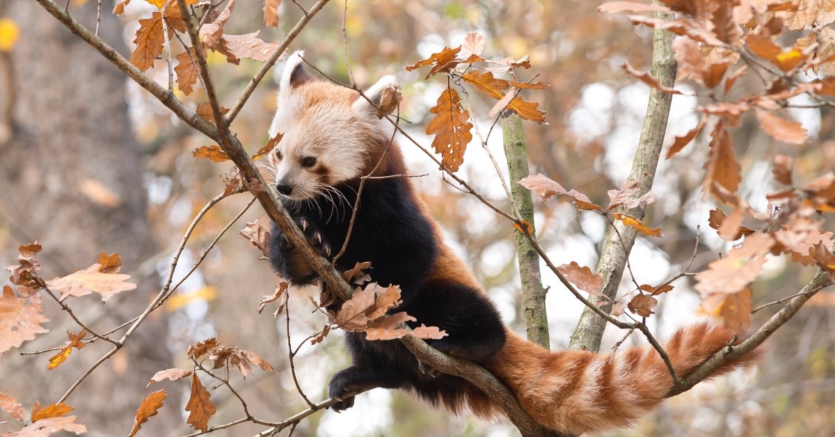 Red Pandas