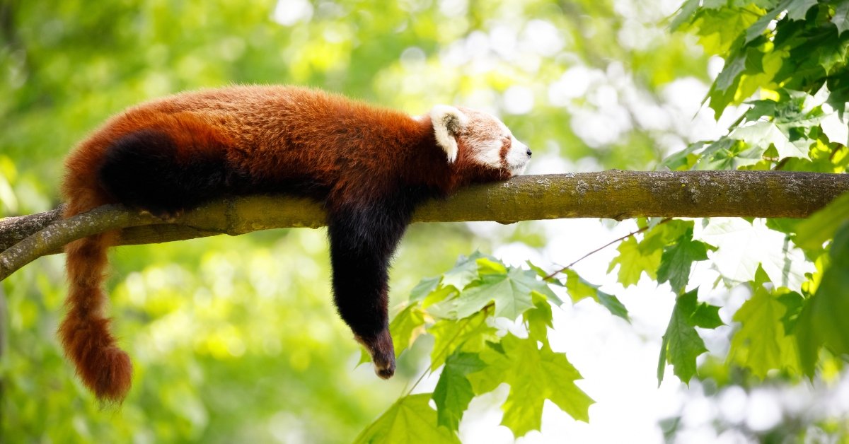 Red Pandas