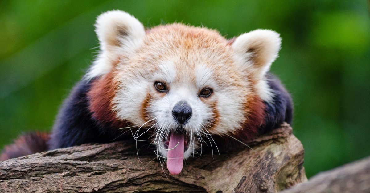 Red Pandas