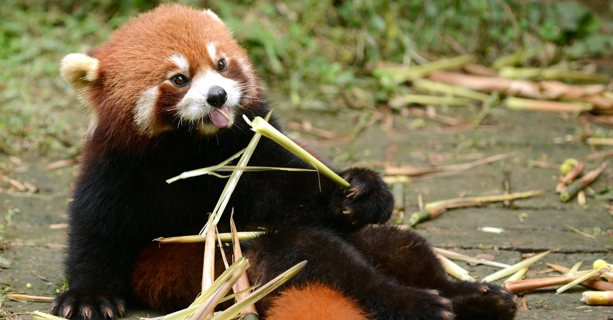 Red Pandas