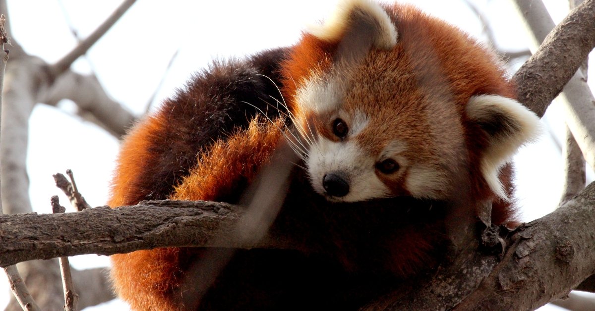 Red Pandas