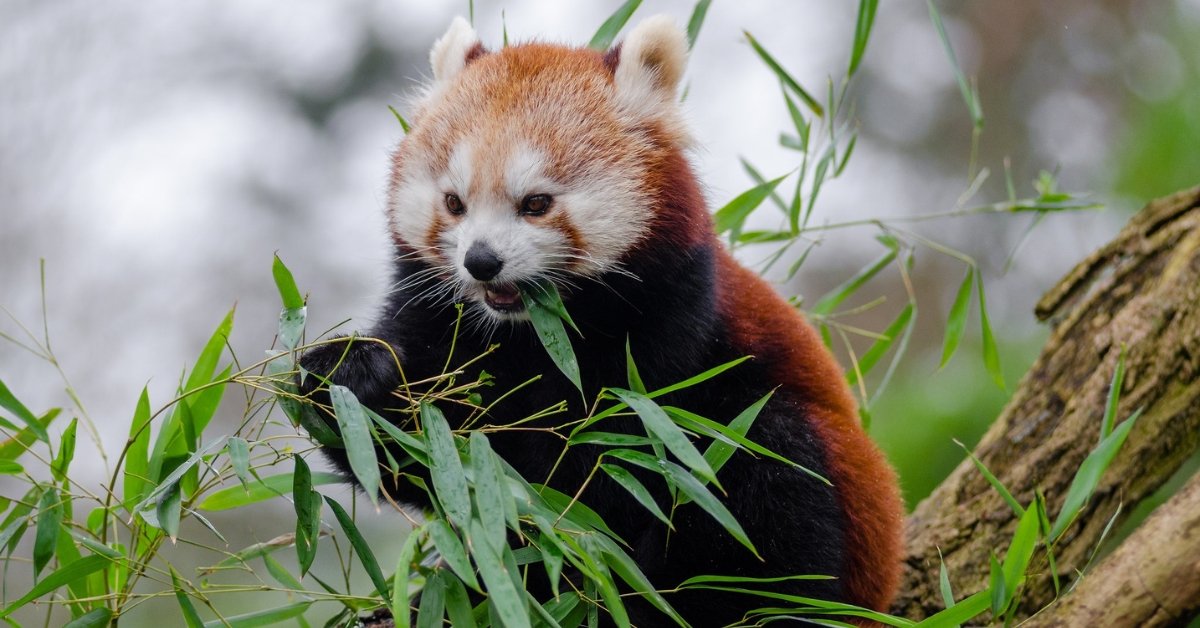 Red Pandas