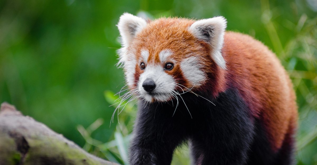 Red Pandas
