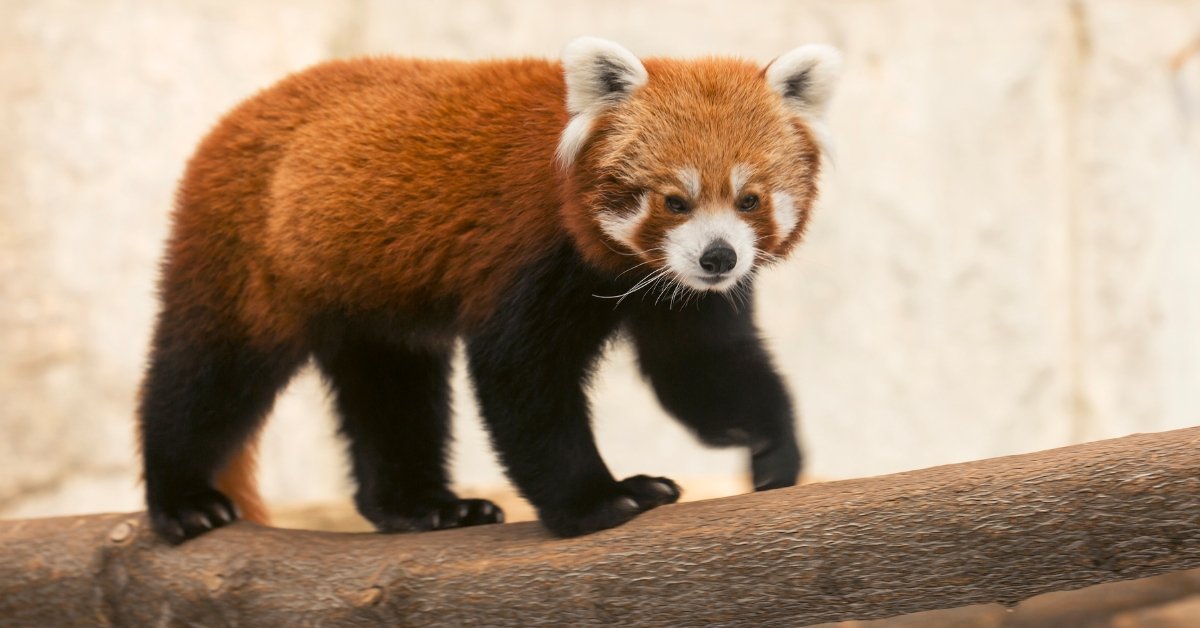 Red Pandas