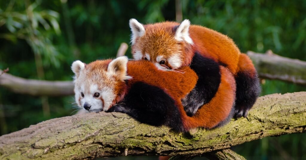 Why Are Red Pandas Endangered Key Threats Explained