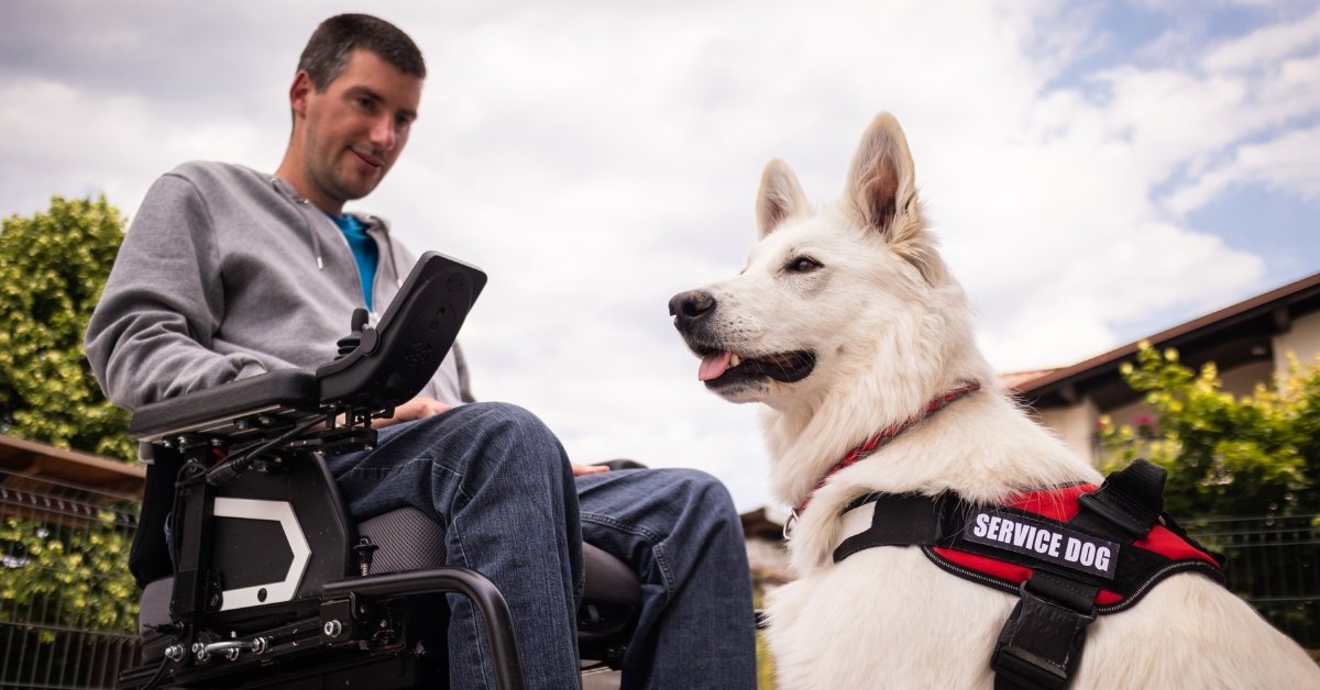 7 Steps To Get A Service Dog In Massachusetts For Free