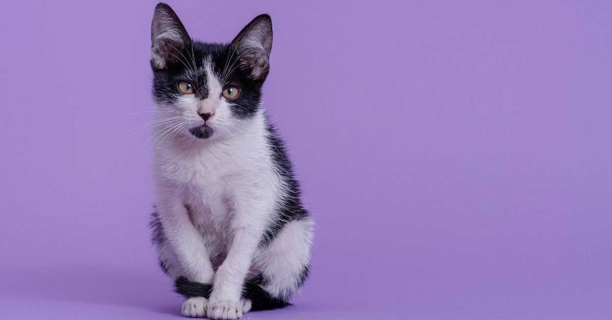 Free Kittens For Adoption In Massachusetts