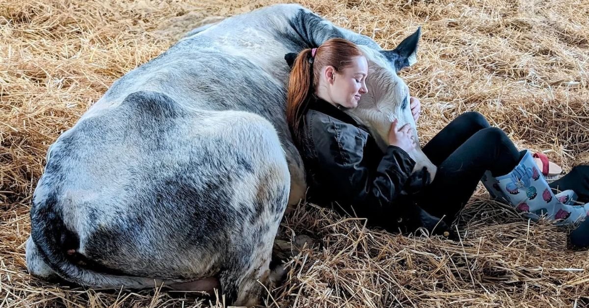 Can Cow Hugs Really Save America's Dairy Farms