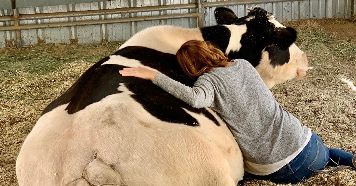 Cow Hugs