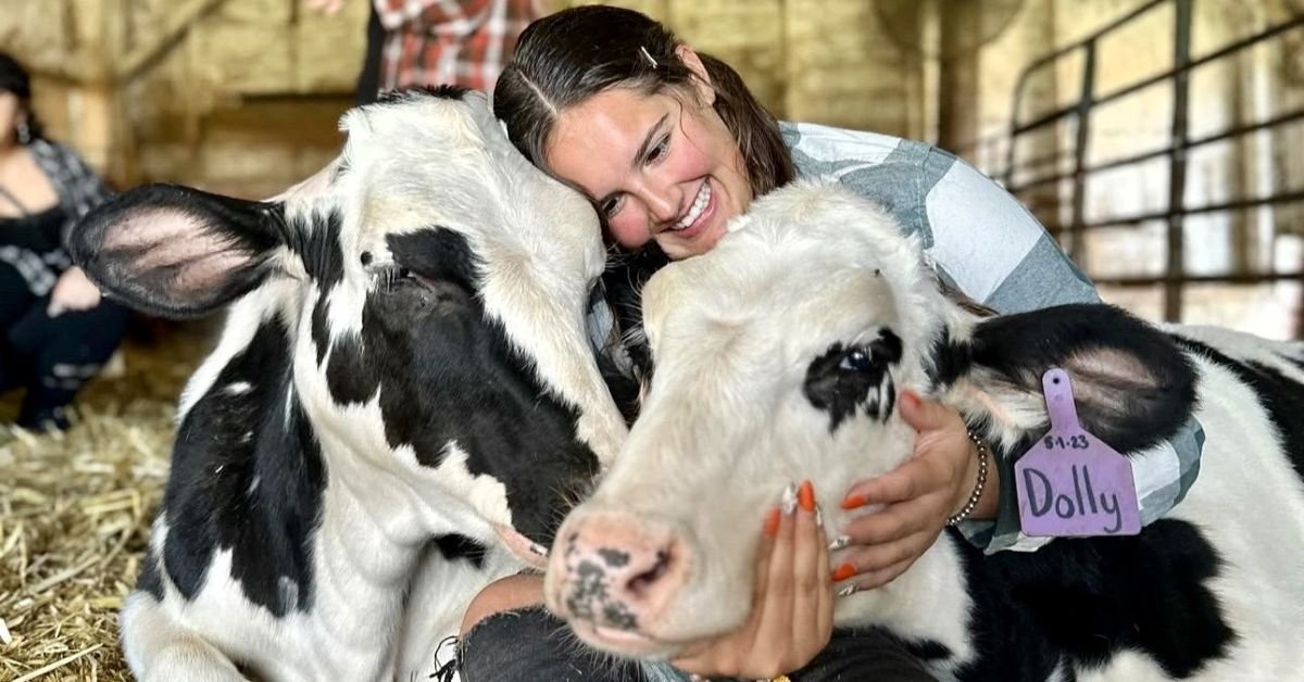 Cow Hugs