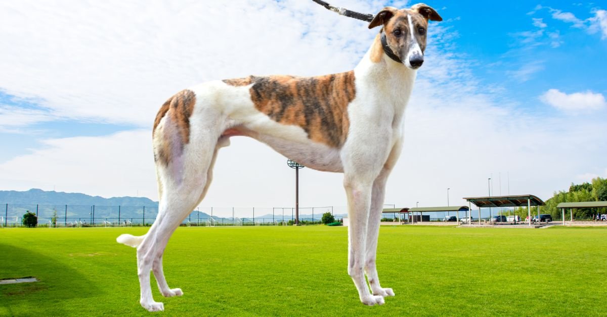 Farewell To Greyhound Legend Fernando Bale (2013-2025)