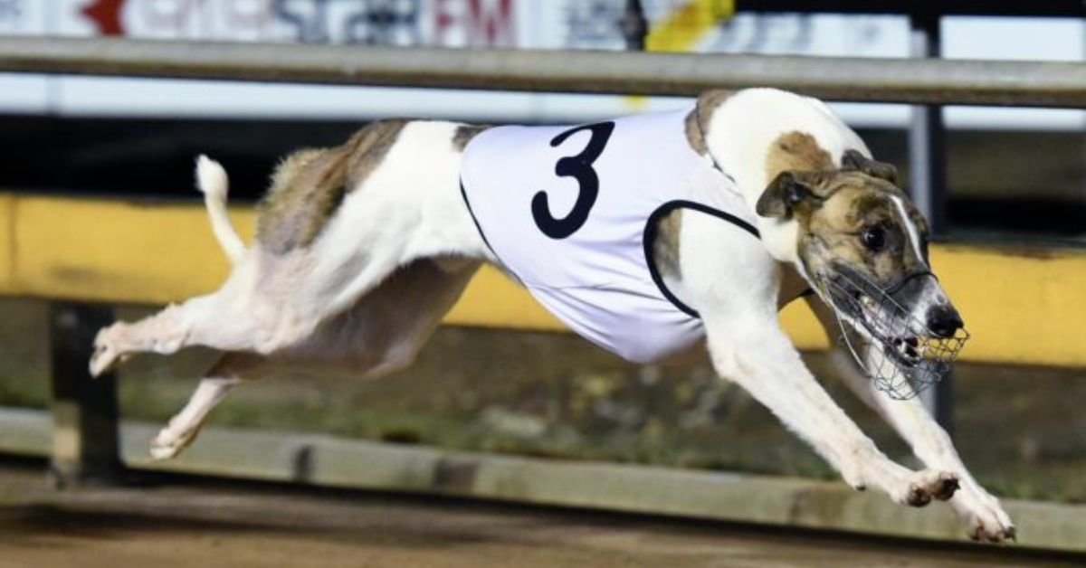 Greyhound Legend Fernando Bale
